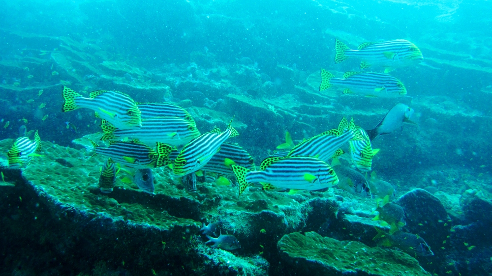 A group of Oriental Sweetlips <em>(Plectorhinchus orientalis)</em> at Maavaru Corner.