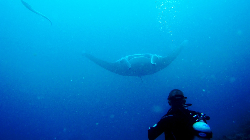 Dramatic shot of a Reef Manta ray (Manta alfredi) emerging from the murk at Maavaru Corner.