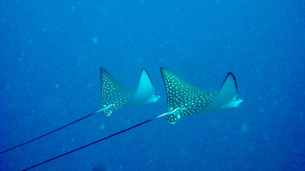 What a sight! Two elegant Spotted Eagle Rays (Aetobatus narinari) fly past us in formation at Maavaru Corner.