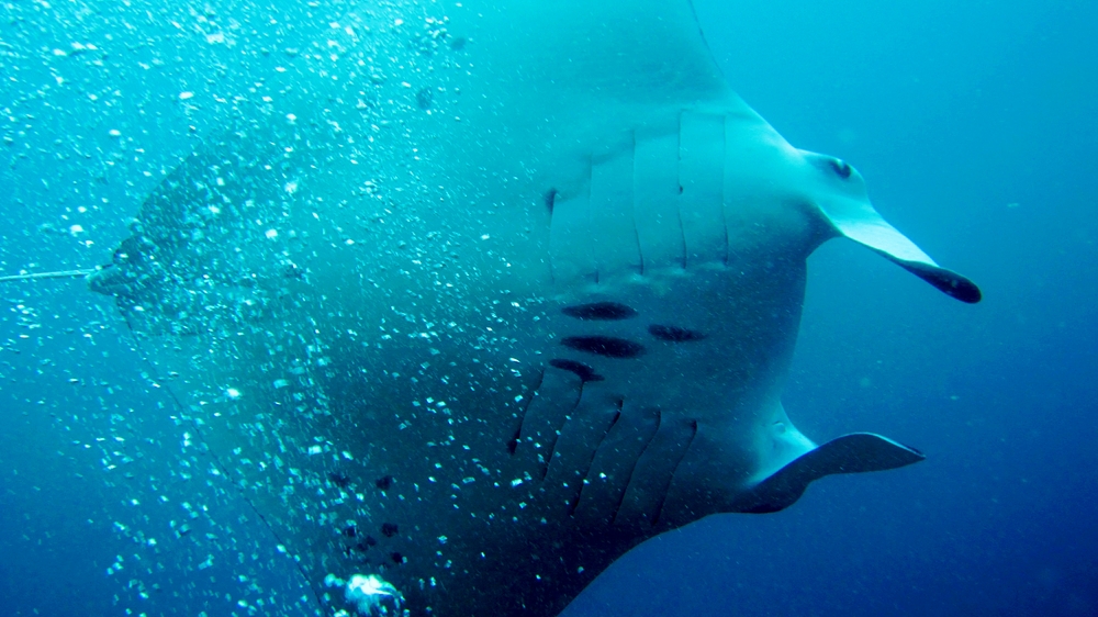 The Mantas seem to like flying directly over us - perhaps they like the tickle of our air bubbles on their bellies.