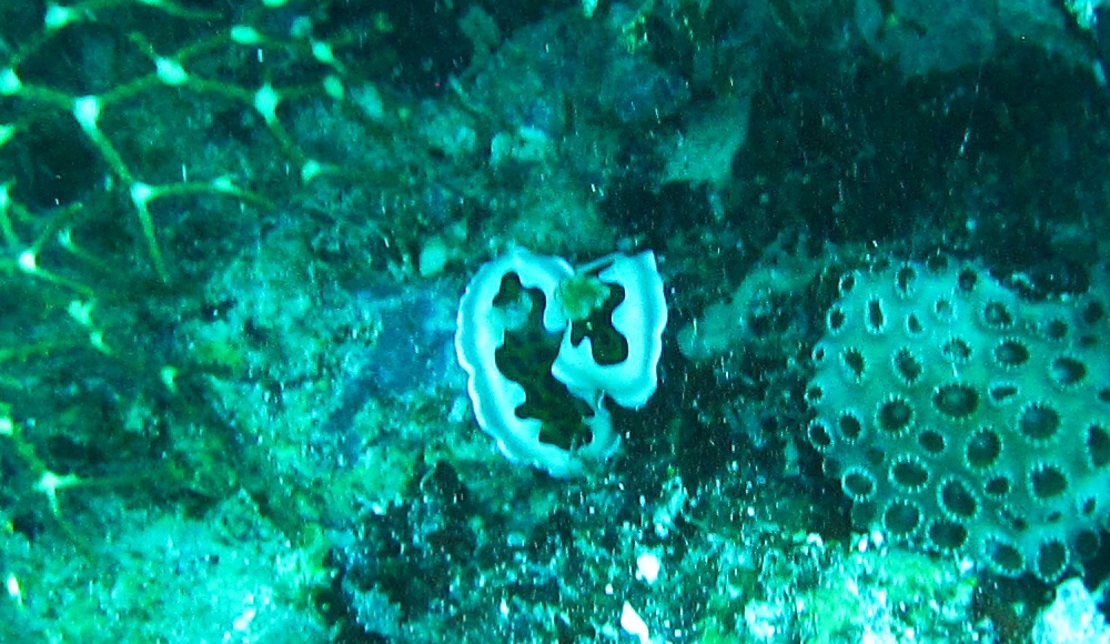 A pair of tiny Glenie's Chromodoris Chromodoris Gleniei nudibranchs, just 40mm long, get acquainted at Maavari Corner.