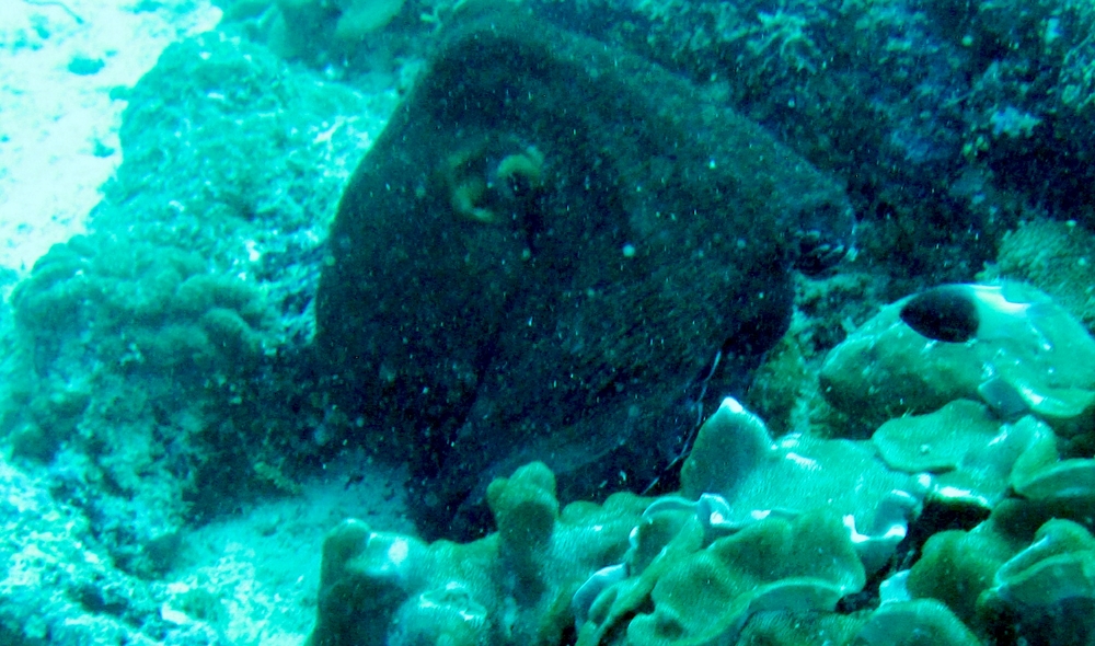 Not easy to make out through the suspended sediment and its black colouration - a Reef Octopus (Octopus cyanea) at Maavaru 
            Corner.  This was one of three together, all coloured black, under an outcrop at Maavaru Corner.  Its bulbous 'nose' is to the left.