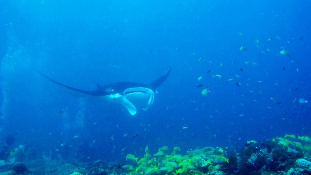 A Manta moves slowly over the cleaning station with its mouth partly open, inviting cleaner fish in to clear parasites.