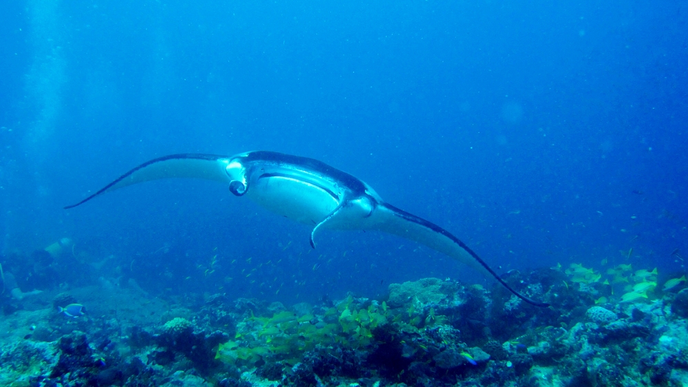 This one has shut its mouth - perhaps to encourage the cleaner fish to pick parasites off its skin.