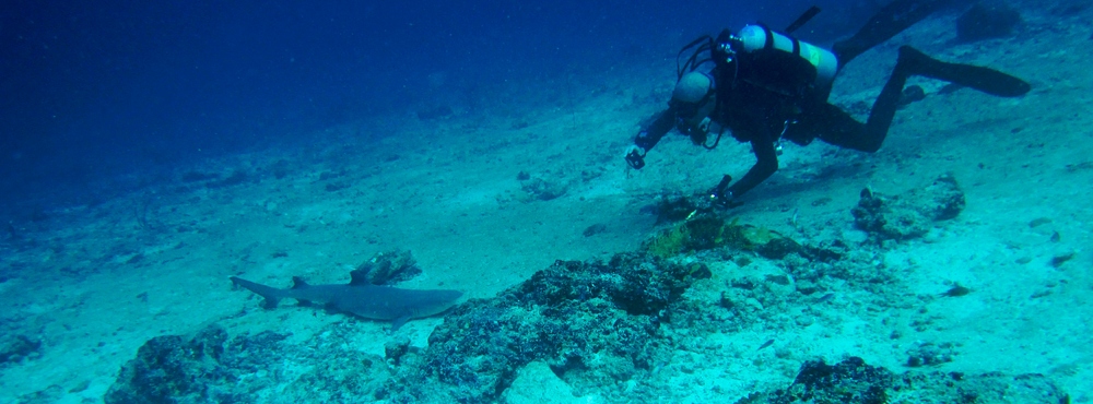 A diver snaps a White-tip Reef Shark (Triaenodon obesus) snoozing on a nice soft bed of sand.