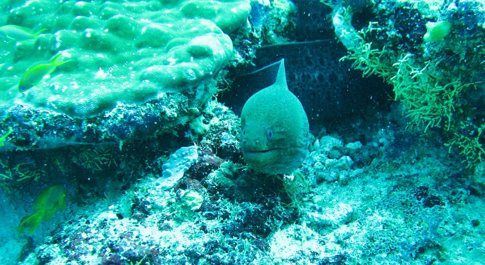 A Giant Moray eel (Gymnothorax javanicus) half-way out of its hiding place in the coral.