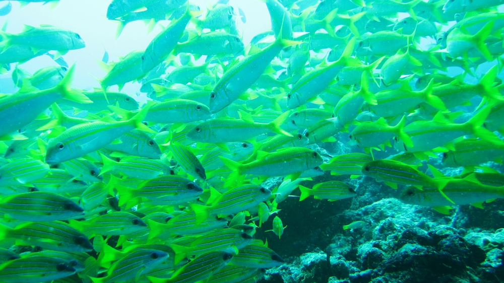 A school of Blue-lined Snappers <em>(Lutjanus kasmira)</em> at Maavaru Corner.