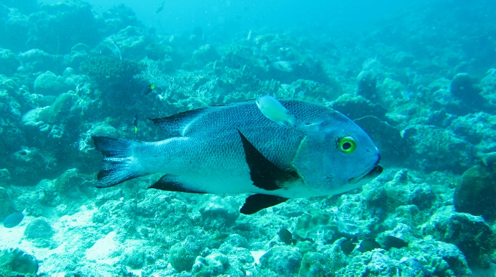 A Giant Sweetlips (Plectorhinchus alvobittatus), a metre long, at Maavaru Corner.