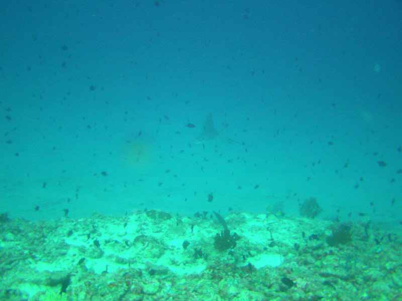 Spotted Eagle Ray (Aetobatus narinari) at 25m+ at Bathaala Maagu Kan Thila.  (199k)