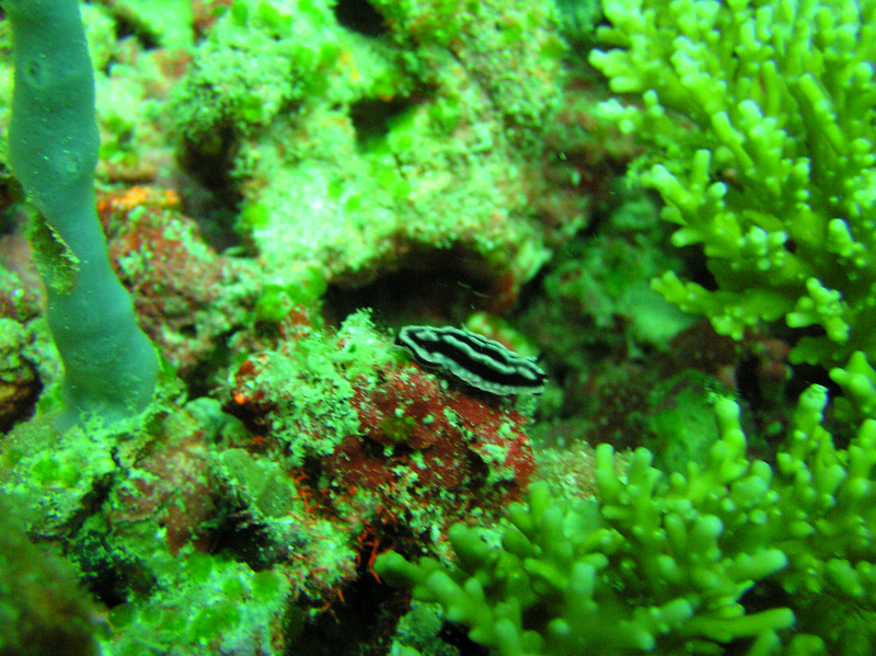 Rose Phyllidiella (Phyllidiella rosans) nudibranch at Kanduludhoo Thila.  (300k)