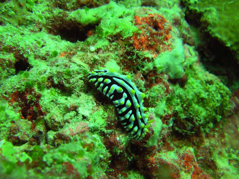 The common nudibranch Varicose Phyllidia (Phyllidia varicosa) just a few meters away from the previous one at Kanduludhoo Thila.� (366k)