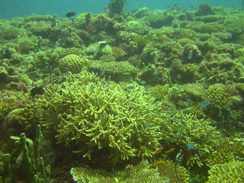 View across the healthy reeftop at Kandulodhoo Thila.  (331k)