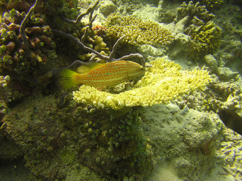 Slender Grouper (Anyperodon leucogrammicus), also at Kandulodhoo Thila.  (221k)