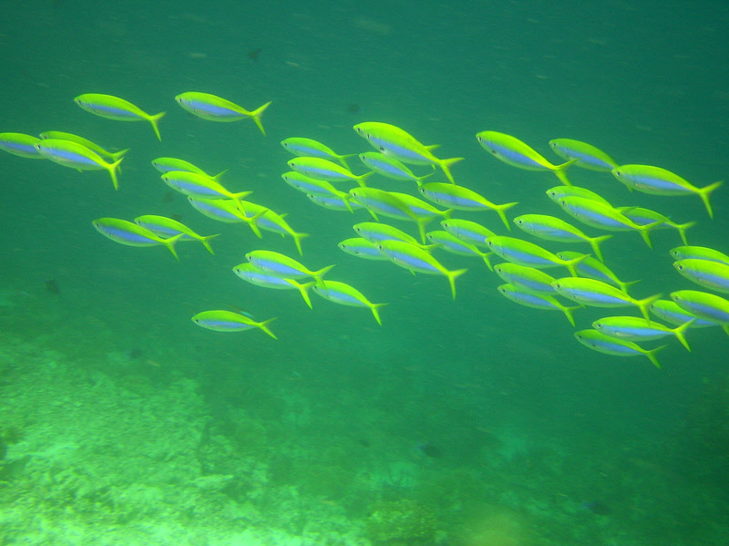 Yellowfin Fusiliers (Caesio xanthonotus) at Kandulodhoo Thila. � (163k)