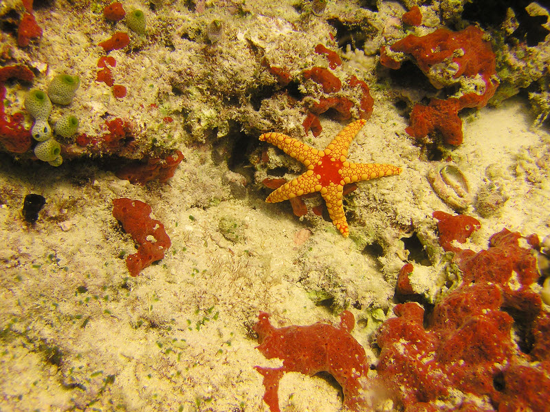 The common Noduled sea star (Fromia nodosa) at Kanduludhoo Thila. (278k)