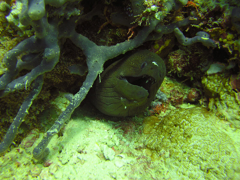 Morays always look fiercer than they really are. This Giant Moray(Gymnothorax javanicus) was on the reef next to Fesdu Wreck.  (219k)