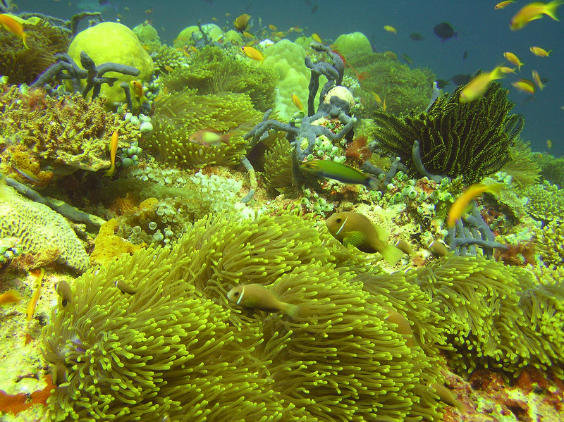 Maldives Anemonefish or Black-footed Clownfish (Amphiprion nigripes) on the reeftop next to Fesdu Wreck.  (269k)