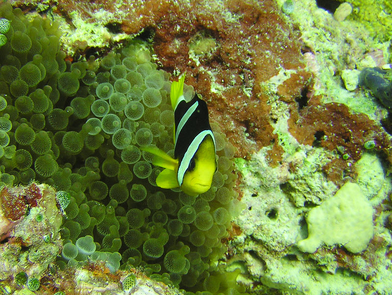 ...and nearby is a Clark's Anemonefish (Amphiprion clarkii). (231k)