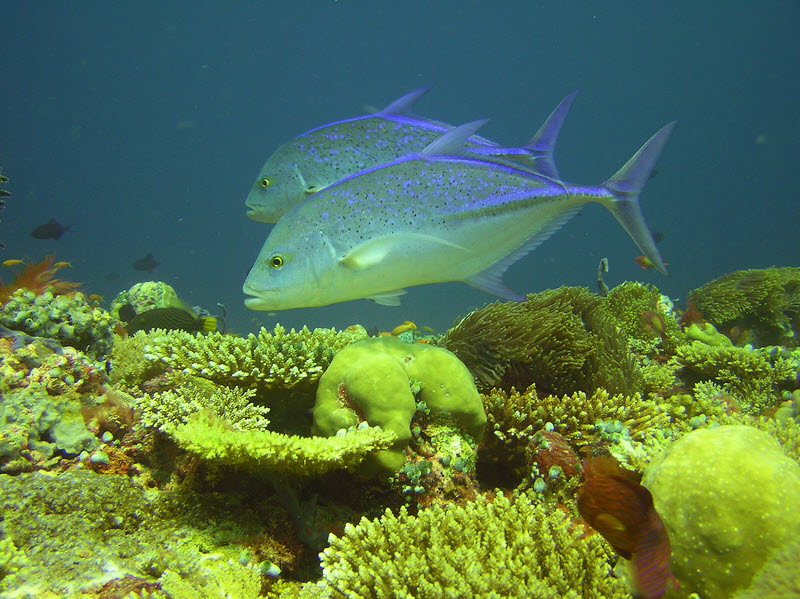 Two big Bluefin Trevallys (Caranx melampygus) pause beside me in a strong current on the Fesdu Wreck reeftop, having spotted a grey reef shark tacking back and forth upcurrent of the reef.  (178k)