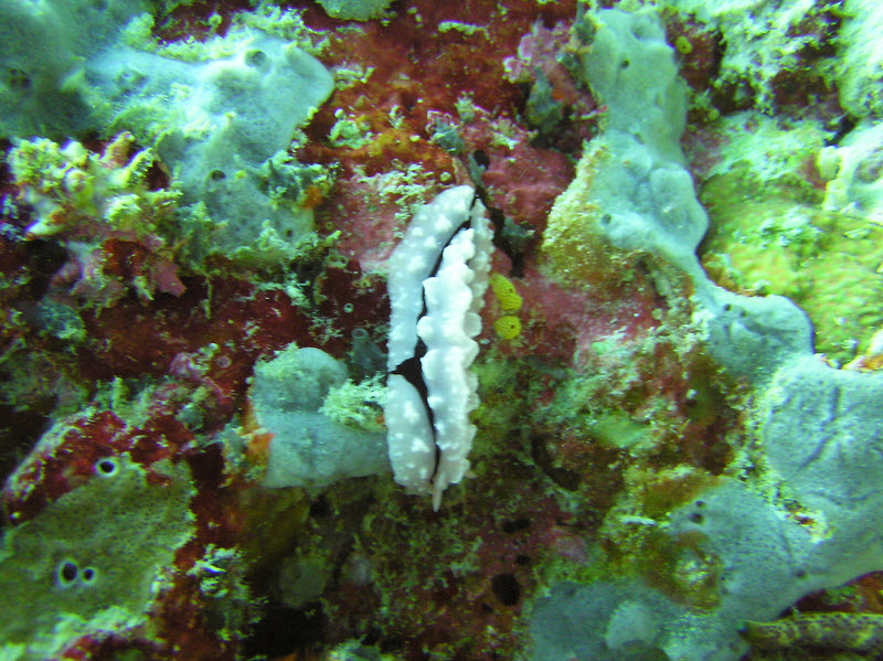 Rudman's Phyllidiella (Phyllidiella rudmani) nudibranch at Maaga Inside Corner.  (190k)