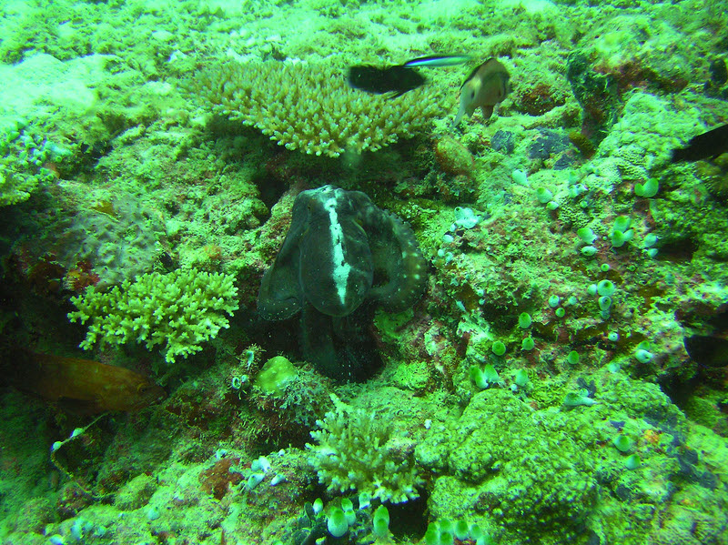 An unconcerned octopus at about 20m at Medu Thila.  (314k)