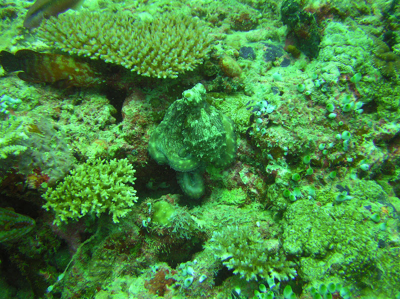 I had to stay a few metres away in order not to spook it. If I moved closer, it would retreat back into a crevice. (314k)