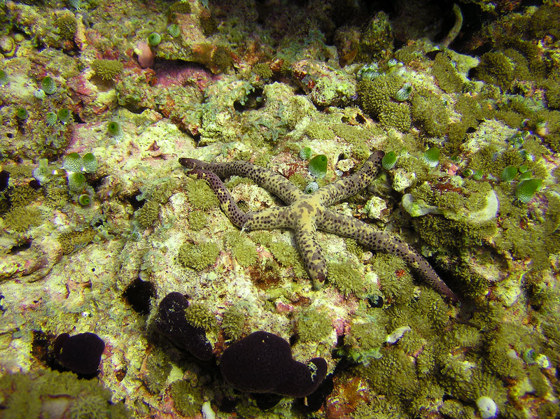 The common Multi-pore sea star (Linckia multifora) at Maaya Thila.  (311k)