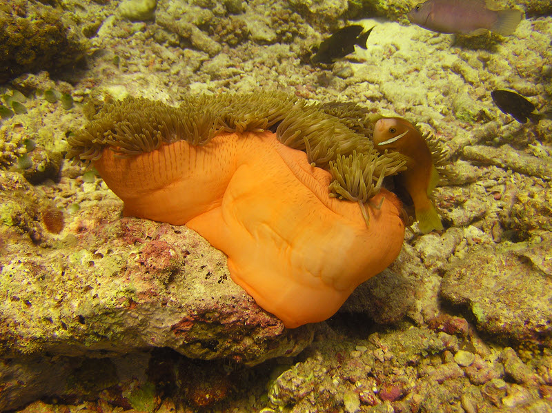 Maldives Anemonefish (Amphiprion nigripes) are always hiding in Magnificent Sea Anemones (Heteractis magnifica) like this partly-open one at Maaya Thila.  (223k)