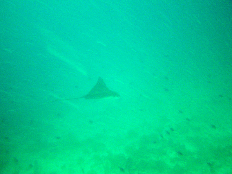 A really murky shot of a Spotted Eagle Ray at 25m+ at Medu Thila.  (94k)
