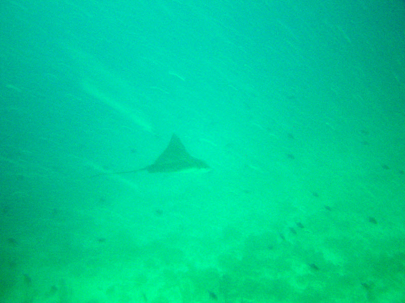 A really murky shot of a Spotted Eagle Ray at 25m+ at Medu Thila. (94k)