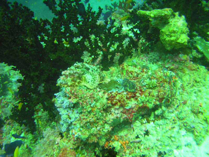 How good is your eye?�Spot the well-camouflaged Tasseled Scorpionfish (Scorpaenopsis oxycephala) on this coral head at Medu Thila.  (240k)