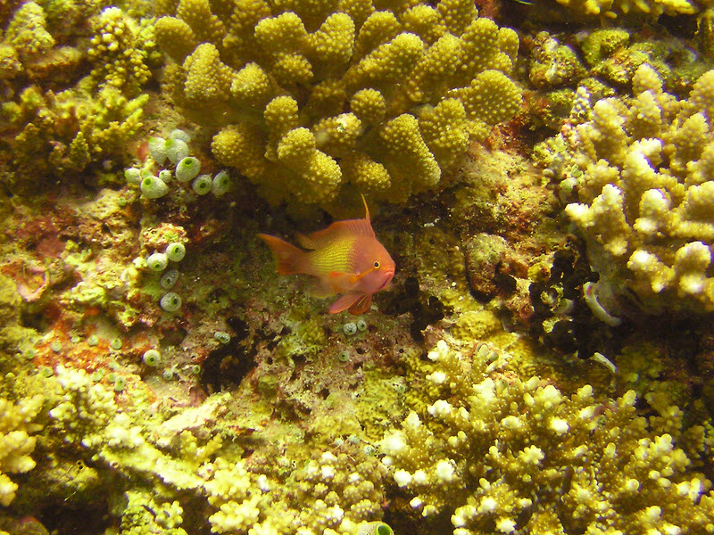 A pugnacious Anthias (possibly Lyretail Anthias Pseudanthias squamipinnis) defends his territory at Medu Thila.  (241k)