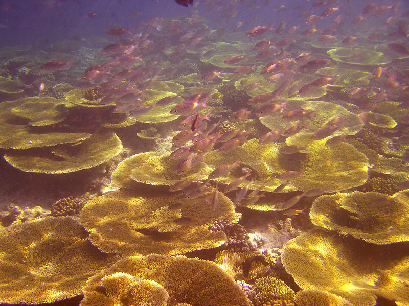 Healthy corals and lots of reef fish while snorkelling on Ellaidhoo house reef. (205k)