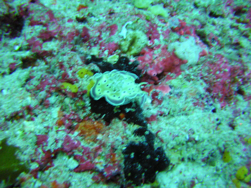 A bit blurred unfortunately, but this is the less common nudibranch Tritos Chromodoris (Chromodoris tritos) at Fish Head. They seem to prefer to be called
        Goniobranchus tritos nowadays.