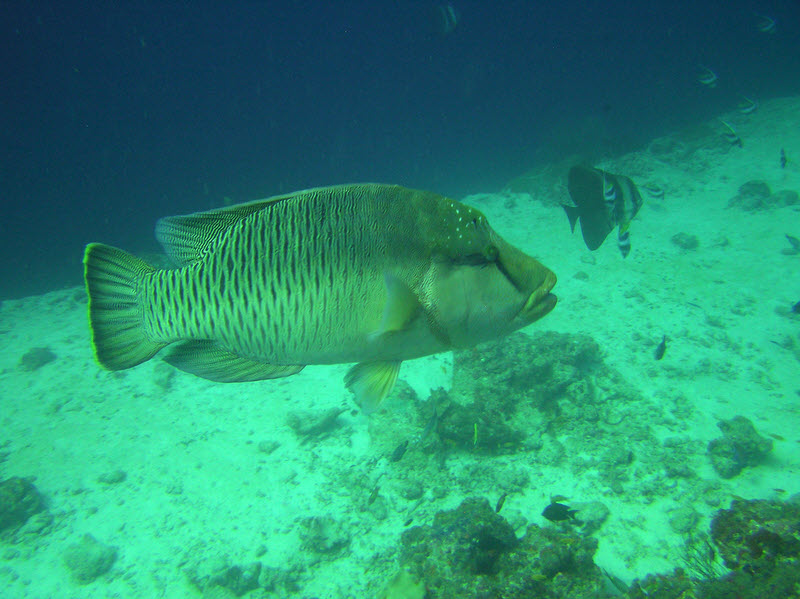 Napoleon Wrasse (Cheilinus undulatus) at Fish Head.  (119k)