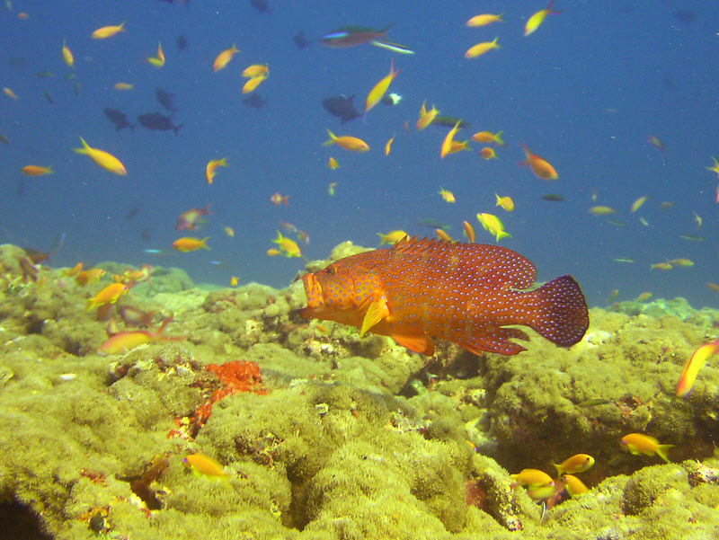 Vermilion Rock Cod or Coral Hind (Cephalopholis miniata) at Fish Head.   (150k)