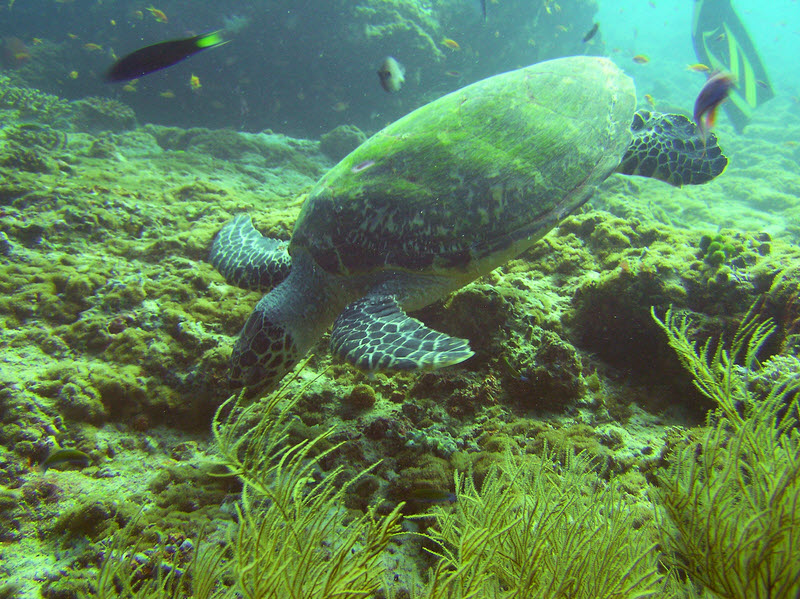 This Hawksbill Turtle (Eretmochelys imbricata) at Fish Head was completely unconcerned that he was surrounded by half a dozen divers.� (236k)