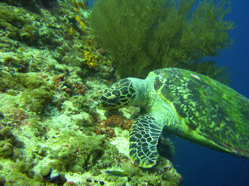 ...he just kept his head down, chomping away at the algae growing on the coral on the reeftop. (214k)