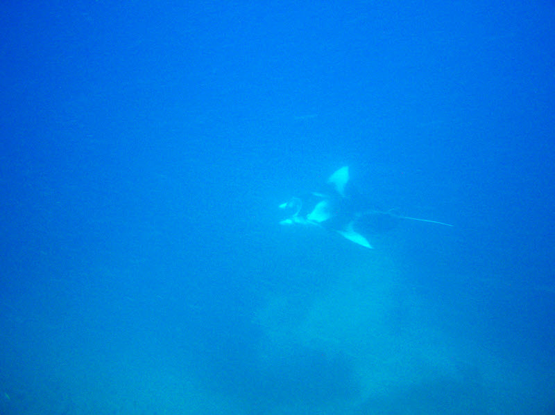 This Manta ray (Manta birostris) at 20m+ at Orimas Thila was the only one that I saw on this trip. Later note: In 2009 mantas were officially divided
        into two species. This one is not birostris, but the newly-classified Reef Manta, manta alfredi.