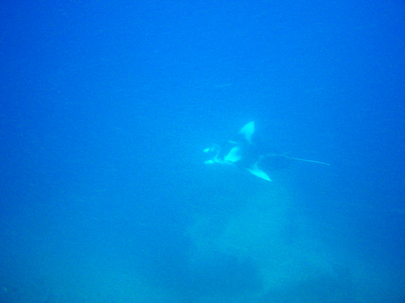 This Manta ray (Manta birostris) at 20m+ at Orimas Thila was the only one that I saw on this trip. Later note: In 2009 mantas were officially divided
        into two species. This one is not birostris, but the newly-classified Reef Manta, manta alfredi.