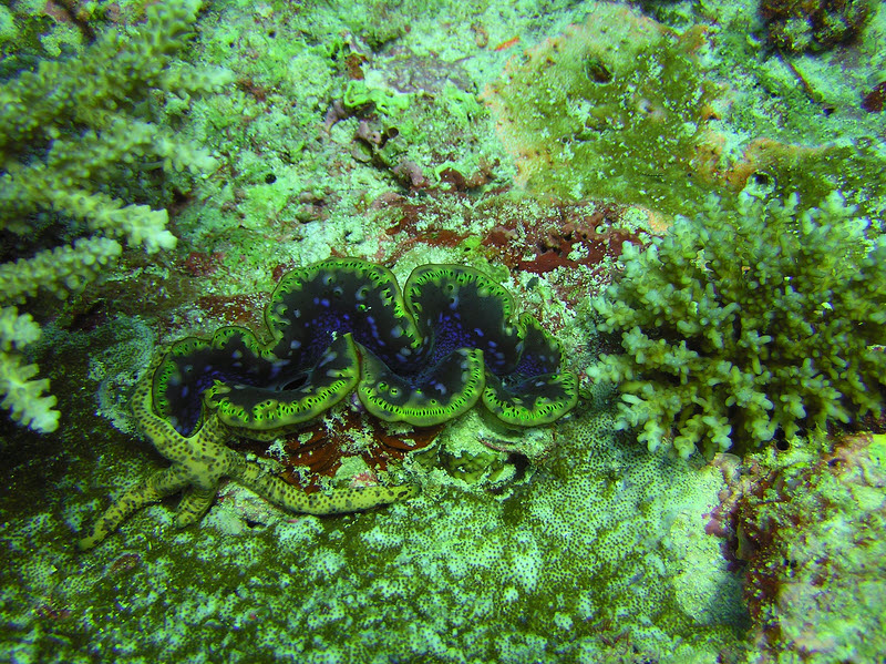 A Multi-pore sea star (Linckia multifora) nestles up to a Fluted Giant Clam (Tridacna squamosa) at Orimas Thila.  (313k)