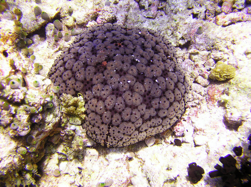 Schmedelian pin-cushion sea star (Culcita schmedeliana) at Orimas Thila. (296k)
