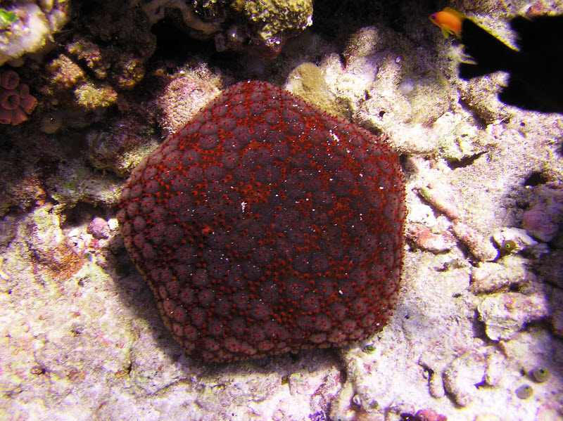 Another one at Orimas Thila shows more colour variation. (229k)