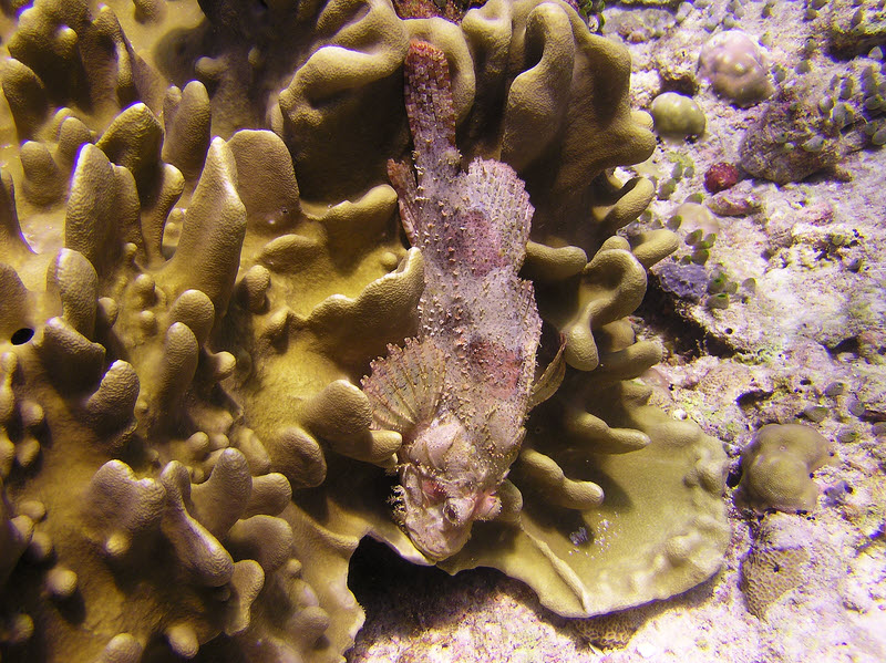 This one, at OrimasThila, has chosen a poor background to lie on.�He's faded out his camouflage pattern, but it really hasn't helped.�He needs to find a
more mottled and contrasty background. (215k)