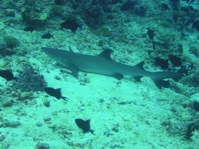 Whitetip reef shark (Triaenodon obesus) trying to get some sleep on a nice soft bed of sand at Cari Beyru Thila.�There were two of these lying next to each
other, and they kept leapfrogging over each other, settling down again a few meters further on, as we swam towards them.�Don't know why these are called 'obesus',
because they are much more slender than most other sharks. (208k)