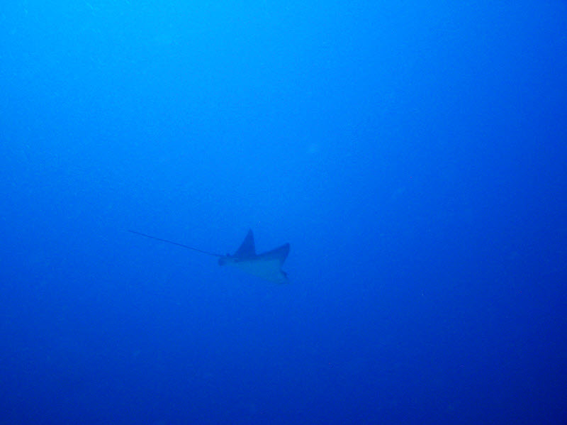 Another Spotted Eagle Ray at at Cari Beyru Thila  (44k)