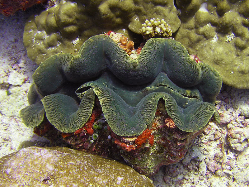 Large Giant Clam (Tridacna maxima) at Cari Beyru Thila. (218k)