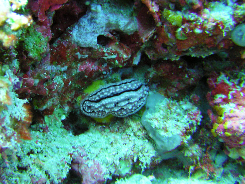 Another Rudman's Phyllidiella (Phyllidiella rudmani) nudibranch, this time at Kuda Thila.  (203k)