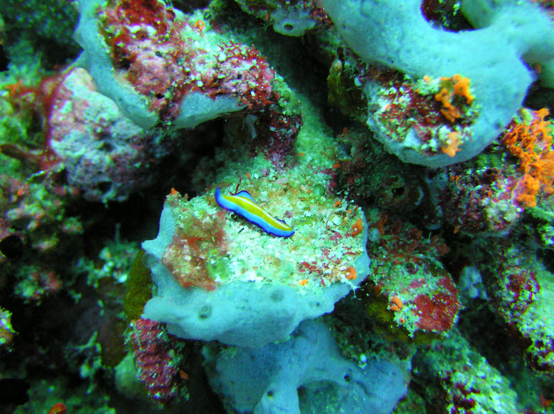 A tiny Suzanne's Flatworm (Pseudoceros suzzanae), also at Kuda Thila.� (202k)