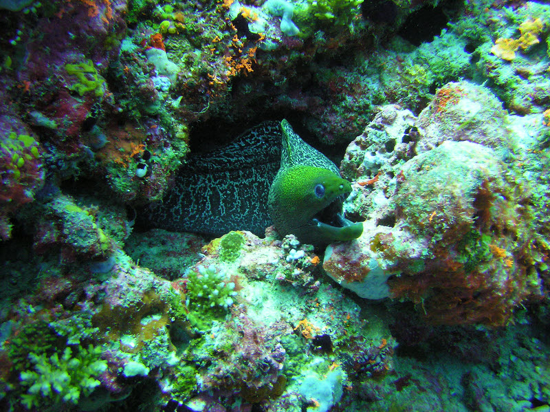 Undulated or Leopard Moray (Gymnothorax undulatus) at Kuda Thila.  (292k)